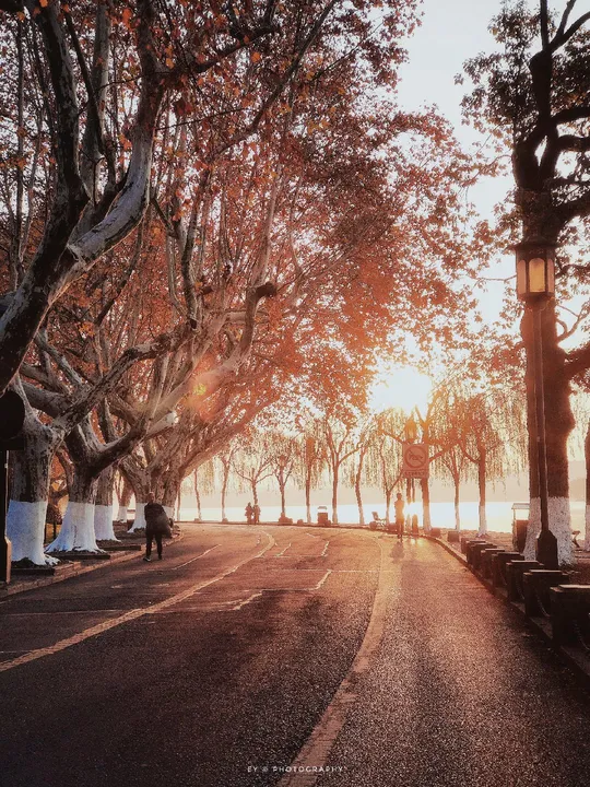 朝霞或晚霞下的林荫道