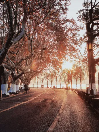 朝霞或晚霞下的林荫道