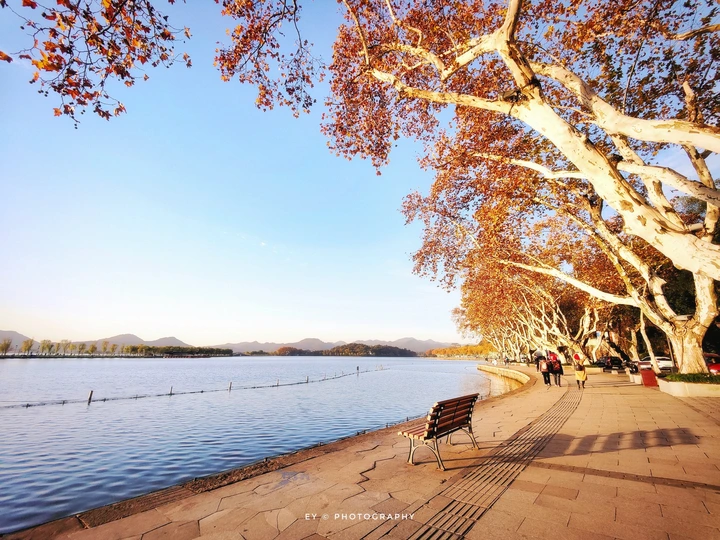 湖边的一张长椅在树下