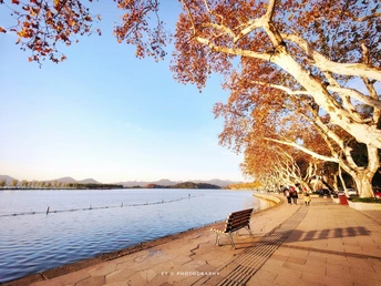 湖边的一张长椅在树下