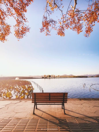 树下的水边木凳