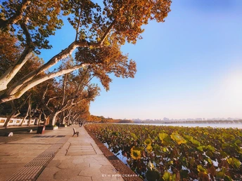 沿着河边的树和落叶的走道