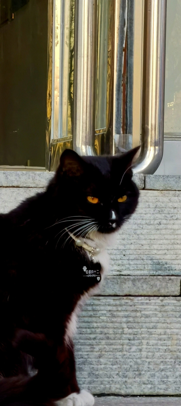 学校里的黑猫警长