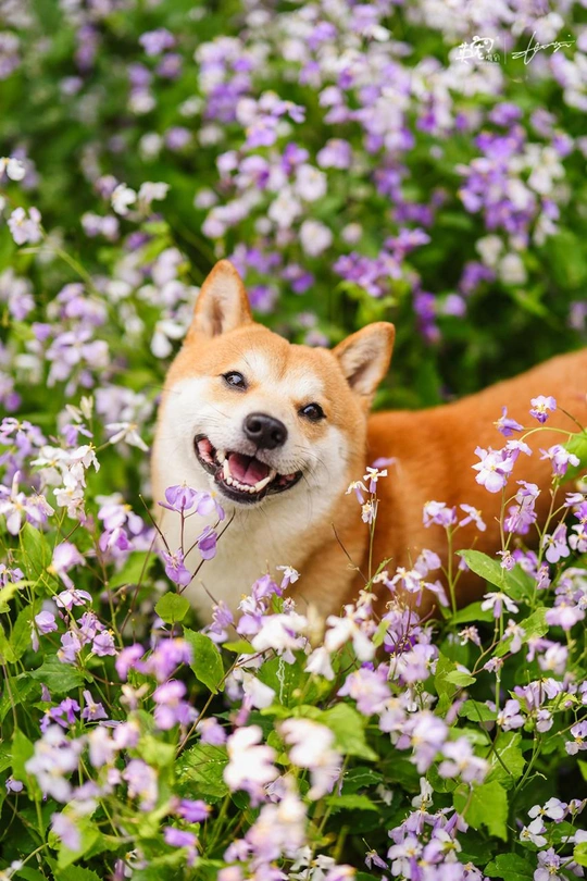 一只快乐的小狗坐在紫色的花田里