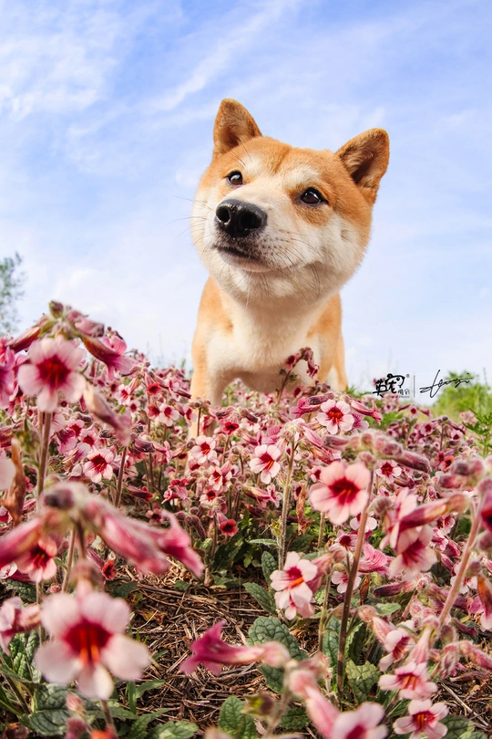 站在花丛里的狗