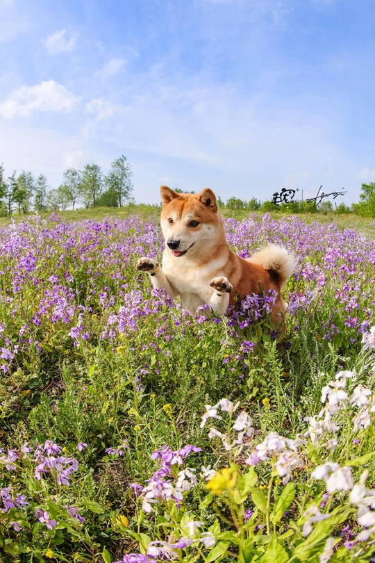 一只棕色和白色的狗坐在紫色的野花地里