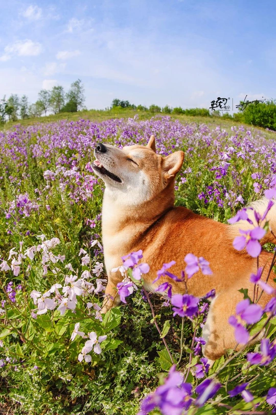 一只棕色的狗坐在紫色的野花地里