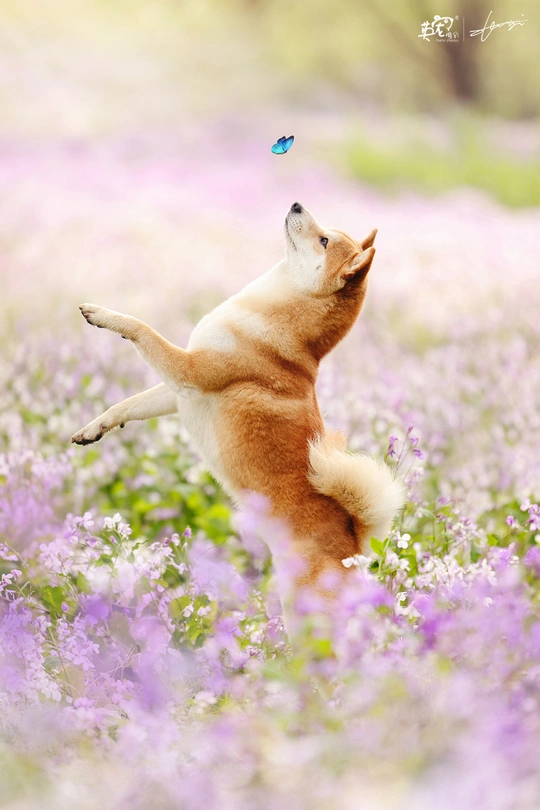 一只棕色和白色的狗在紫色的花田里跳跃