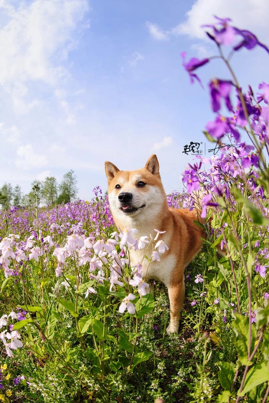 站在紫色野花地里的狗