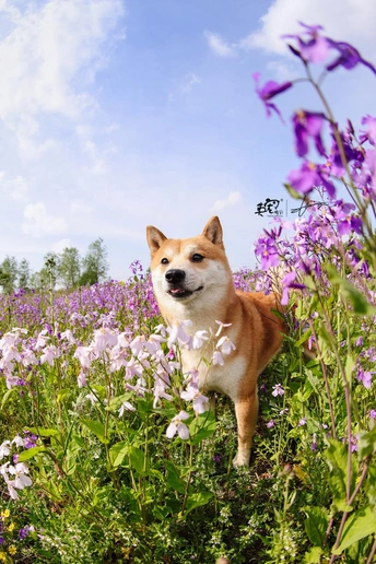 站在紫色野花地里的狗