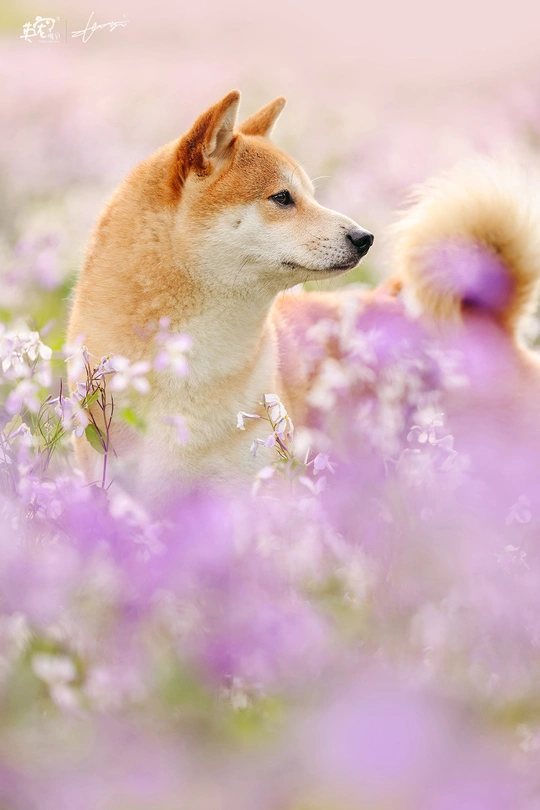 一只棕色和白色的狗站在花田里