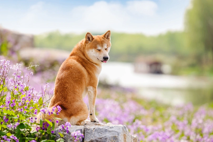一只狗坐在紫色花田里的岩石上
