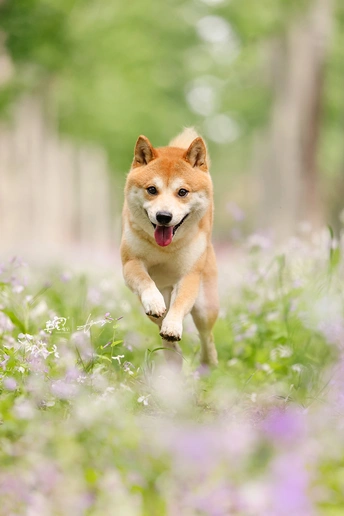 一只狗在树林里紫色的花田里奔跑