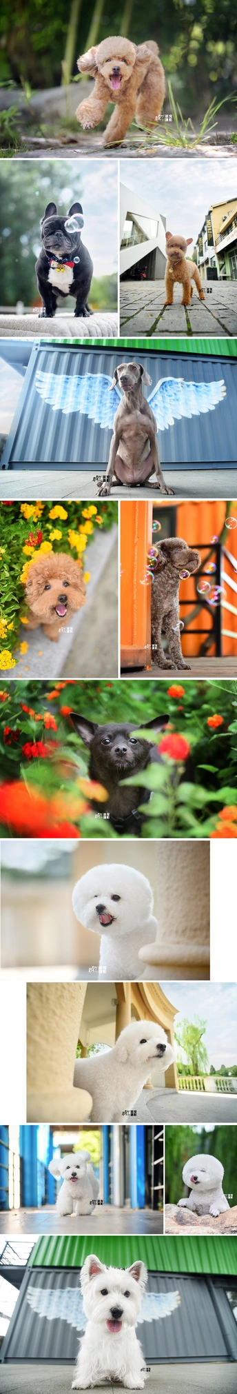 展示各种汽车、鸟类和小动物的照片拼贴