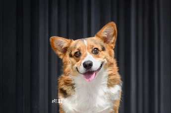 一只狗在黑色背景前对着镜头摆姿势