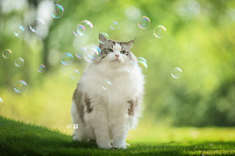 一只灰白色的猫坐在外面的草地上