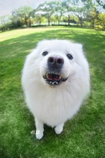 一只白色的小狗站在公园的绿色草坪上看着摄像机