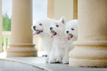 台阶上并排站着的两只白色小狗