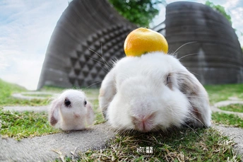 草丛中一只小脑袋的白兔