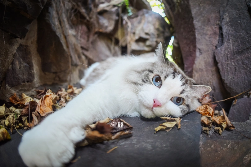 一只蓝眼睛的白猫躺在树叶上 背景是岩石和一棵树
