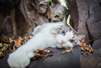 一只蓝眼睛的白猫躺在树叶上 背景是岩石和一棵树