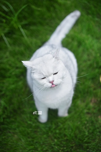 一只白猫站在草地上