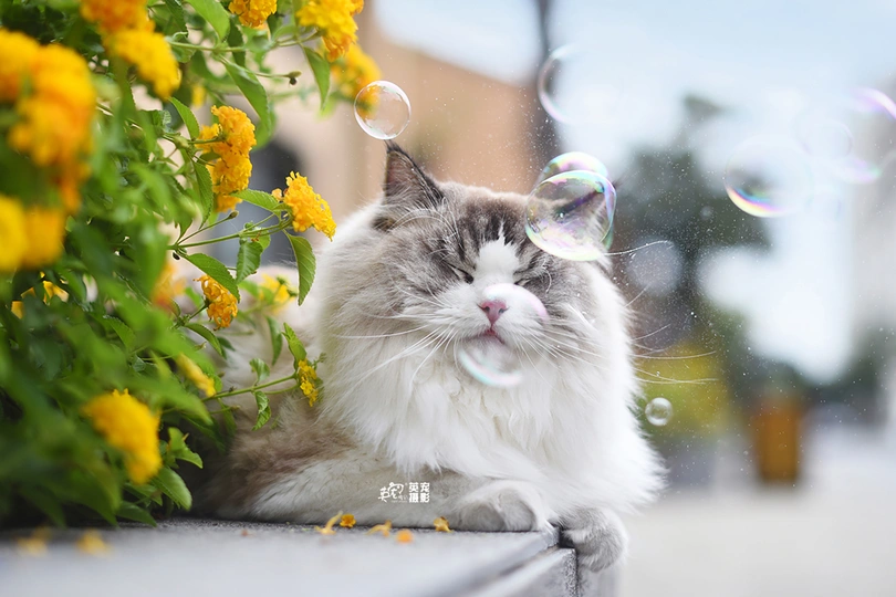 一只灰白色的猫从开着黄色花朵的窗户望出去