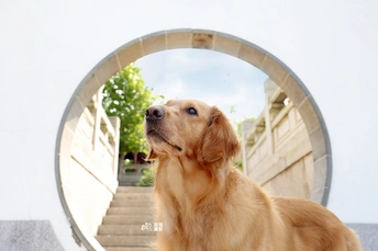 一只金毛犬站在楼梯上 凝视着圆形镜子里的自己的倒影。