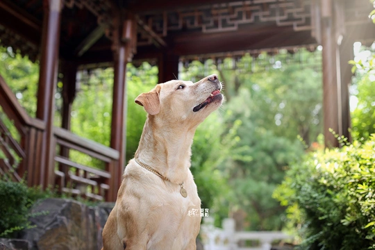 一只狗坐在岩石上 抬头看着一个凉亭。