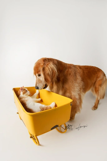 一只狗站在一只猫旁边 猫坐在黄色的浴缸里。