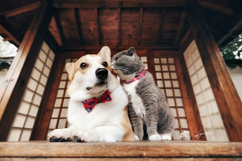 一只狗和一只猫坐在门廊上