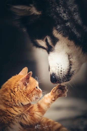 一只猫和一只狗互相玩耍
