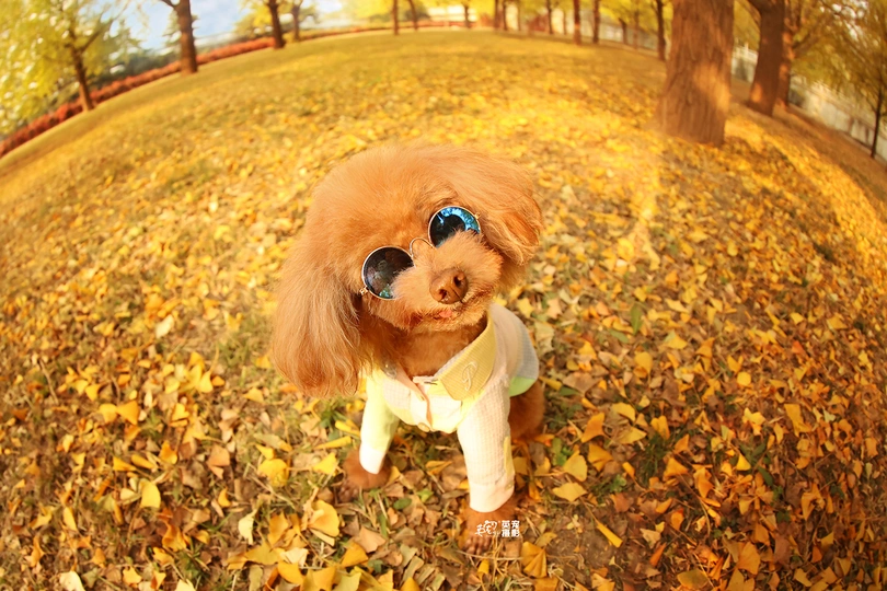 一只戴眼镜和衬衫的小狗站在铺满落叶的田野上。