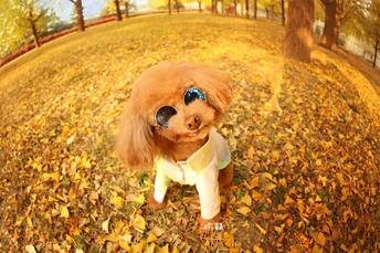 一只戴眼镜和衬衫的小狗站在铺满落叶的田野上。