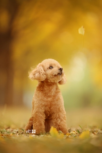 秋天的小狗