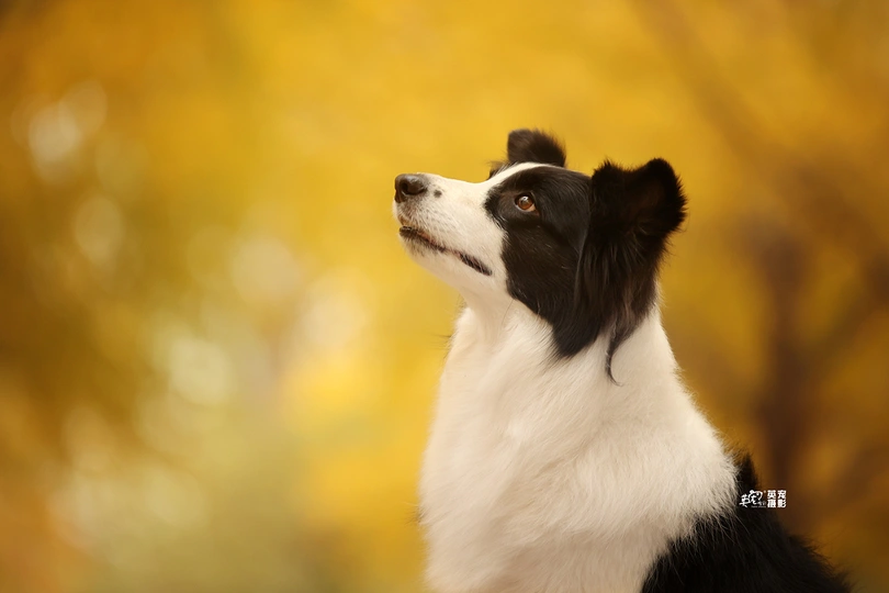 一只黑白相间的狗坐在一棵树前