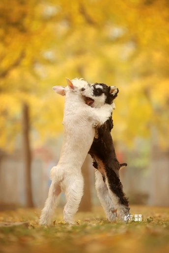 一只黑白相间的小狗站在后腿上玩飞盘