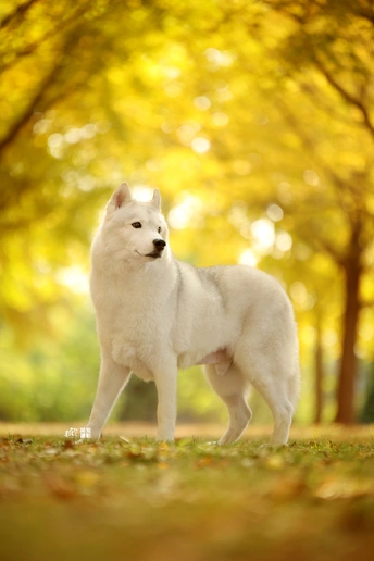 一只白色狗站在公园里 背景有树木。