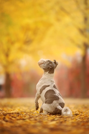 一只小狗在树叶中玩耍