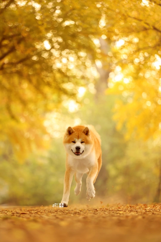 秋天里一只跑过森林的狗