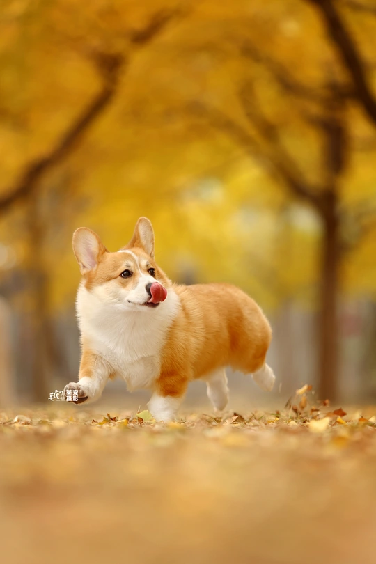 一只柯基犬在秋天落叶中奔跑