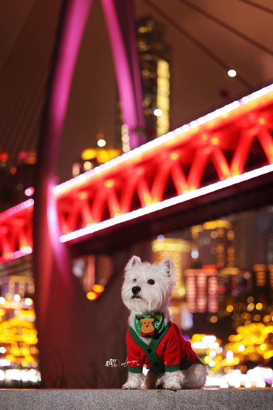 一个小白狗穿着红衬衫坐在桥上