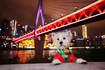 一个小白狗穿着红衬衫坐在桥前和城市夜景前。