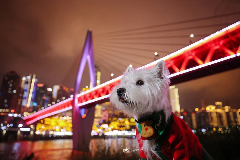一只穿着红衬衫的小白狗坐在桥前城市夜景中。