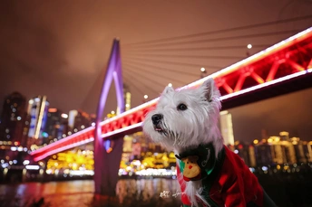 一只穿着红衬衫的小白狗坐在桥前城市夜景中。