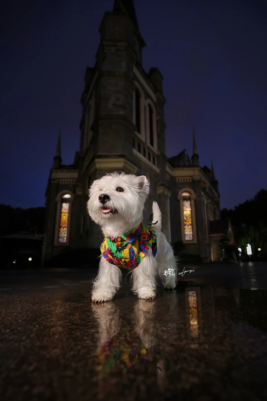 一只穿着蝴蝶结的小白狗站在教堂前面