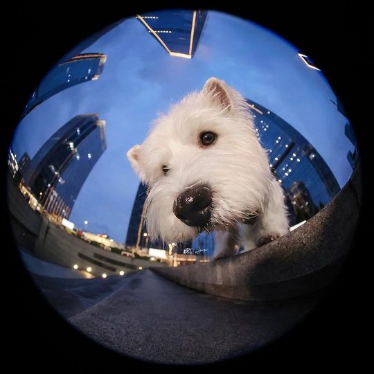 一只小白色狗坐在镜子前 背景是一个城市。