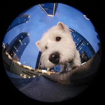 一只小白色狗坐在镜子前 背景是一个城市。