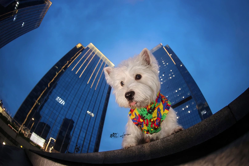 一个小白狗穿着一件多彩衬衫坐在摩天大楼前