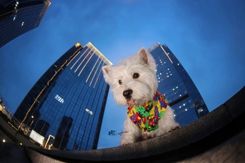 一个小白狗穿着一件多彩衬衫坐在摩天大楼前